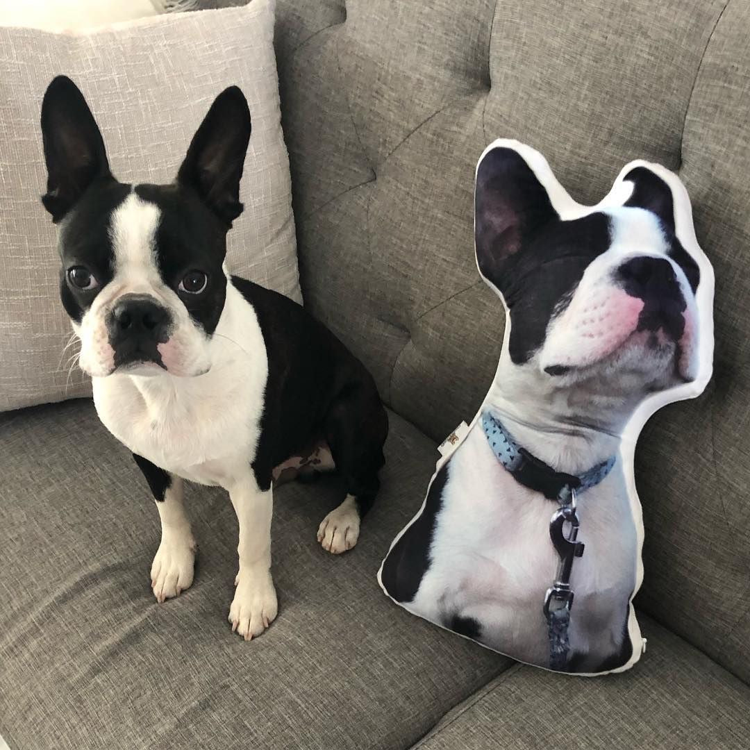 Personalised Pet Portrait Cushion